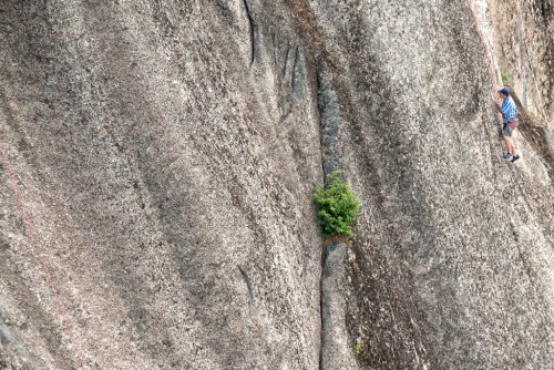 A climber ascends a steep, rocky surface with a small green shrub growing in a crevice.