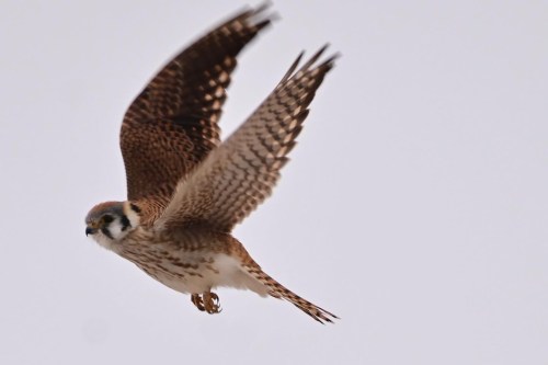 A bird of prey in flight, showcasing its wings and distinctive plumage against a light background.