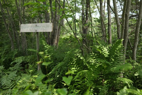A wooden sign partially obscured by lush green ferns in a dense forest setting.