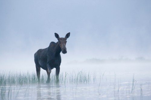 A moose stands in shallow water surrounded by mist and tall grass, creating a serene, foggy atmosphere.