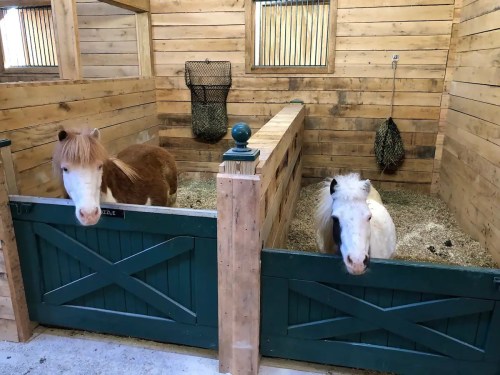 Two ponies, one brown and one white, peek over the wooden fence of their stable, surrounded by straw bedding.