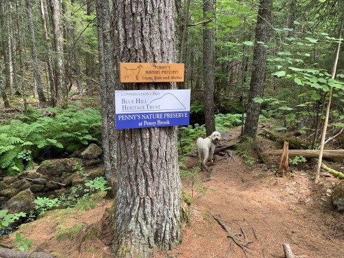 A dog stands near signs for Penny's Nature Preserve in a lush, green forest with ferns and trees.