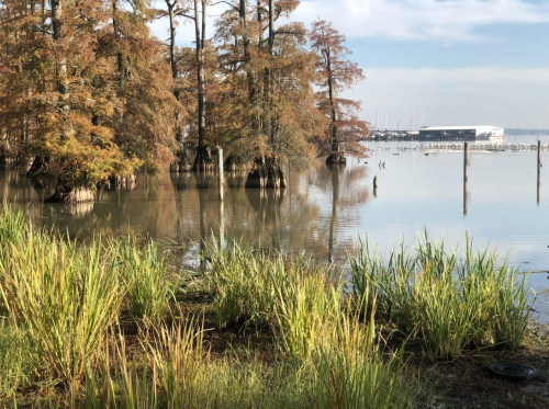 A serene lakeside scene with cypress trees, calm water, and tall grasses under a clear sky.
