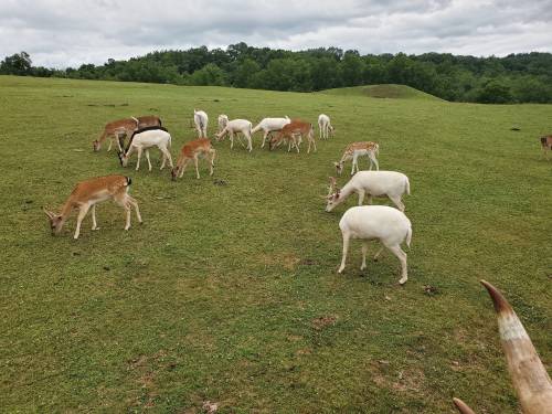 A herd of deer grazing on a grassy field under a cloudy sky.