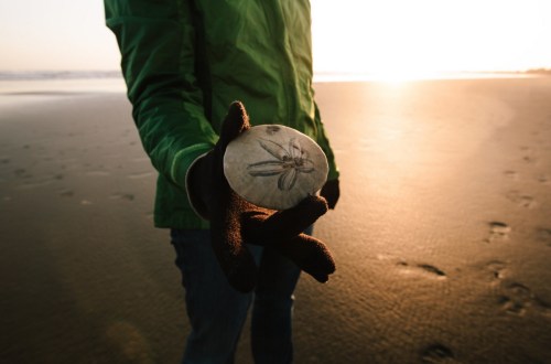 A person in a green jacket holds a round, patterned shell against a sunset beach background.