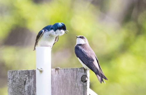 Two birds perched on a wooden post, one with a blue head and white belly, the other dark brown and white, interacting.