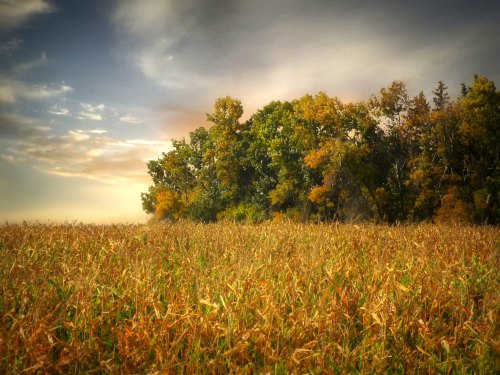 A golden cornfield stretches towards a tree line under a cloudy sky, showcasing autumn colors.