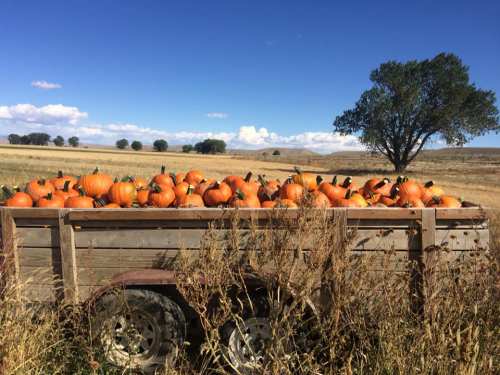 A wooden trailer filled with bright orange pumpkins sits in a field under a blue sky with scattered clouds.