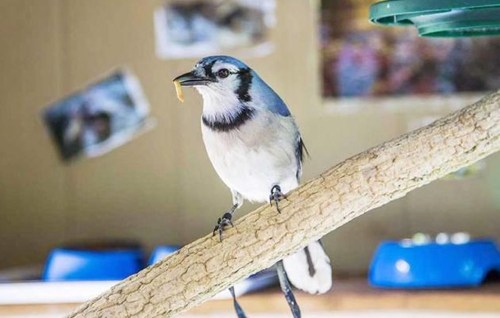 A blue jay perched on a branch, holding a small insect in its beak, with a blurred background of a room.