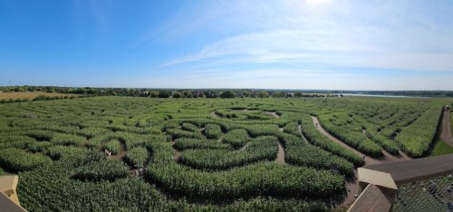 Aerial view of a large corn maze with winding paths, surrounded by green fields and a clear blue sky.