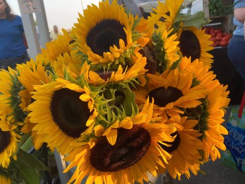 A vibrant bouquet of sunflowers with bright yellow petals and dark centers, displayed at a market.