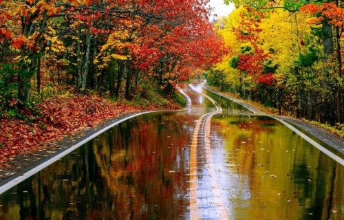 A winding road through vibrant autumn trees, reflecting colorful foliage on a wet surface after rain.