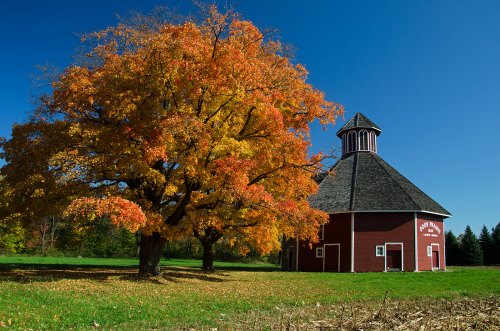 A vibrant orange tree stands beside a red barn with a unique octagonal roof against a clear blue sky.