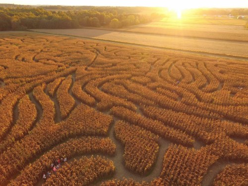Aerial view of a corn maze in autumn, with golden fields and a sunset in the background.