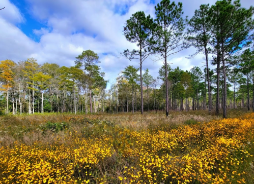 A vibrant field of yellow flowers surrounded by tall trees under a partly cloudy sky.