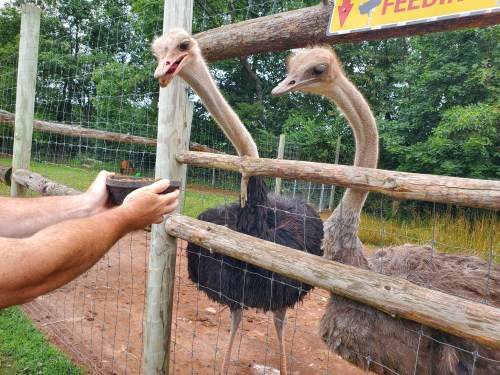 Two ostriches peering through a fence, with a person's hand holding a phone nearby. Green trees in the background.