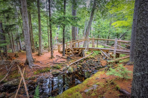 A serene forest scene featuring a wooden bridge over a small stream, surrounded by tall trees and lush greenery.