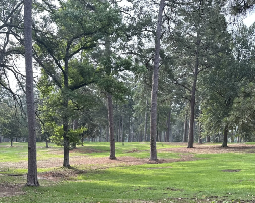 A serene park scene featuring tall trees and lush green grass under a clear sky.