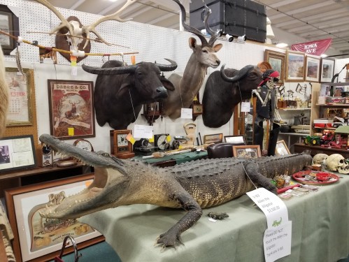 A display of taxidermy animals, including a crocodile and various mounted heads, with vintage items on a table.