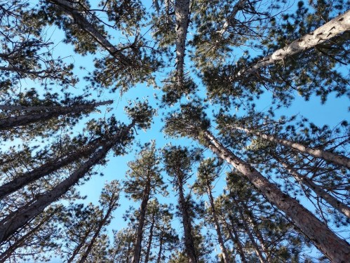 Looking up at tall trees against a clear blue sky, creating a natural canopy.