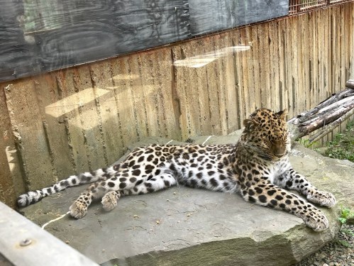 A leopard lounging on a rock, showcasing its distinctive spotted coat, with a wooden fence in the background.