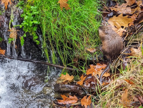 A small animal stands near a stream, surrounded by green grass and fallen autumn leaves. Water flows gently nearby.