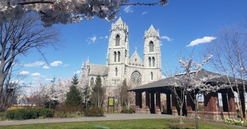 A grand cathedral with twin towers, surrounded by blooming cherry trees and a clear blue sky.