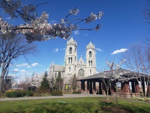 A stone church with twin towers, surrounded by blooming cherry blossom trees and a clear blue sky.
