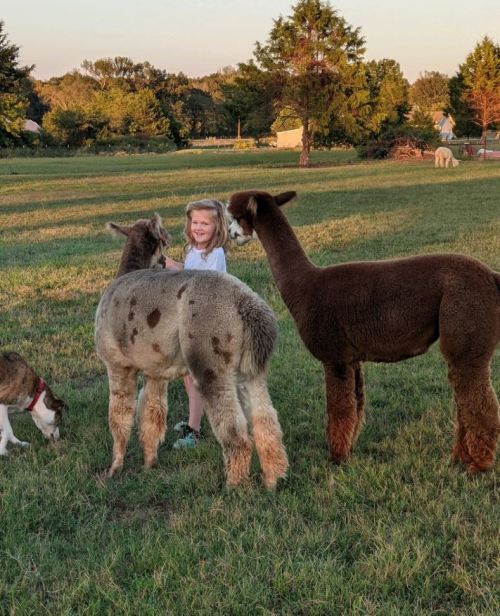 A child interacts with two alpacas in a grassy field, with a dog nearby and trees in the background.