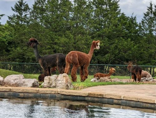 Two alpacas stand by a pool, surrounded by greenery, with a few other animals lounging nearby.