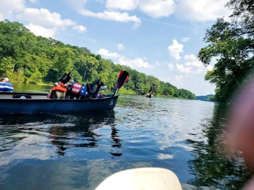 Two dogs in a canoe on a calm river, surrounded by lush green trees and a clear blue sky.