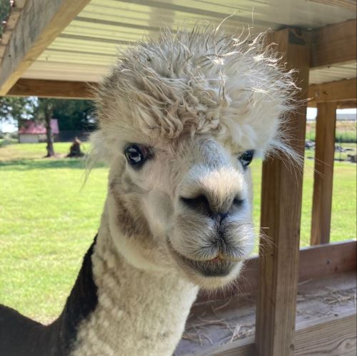 A close-up of an alpaca with a fluffy, curly coat and expressive eyes, standing under a shelter in a grassy area.