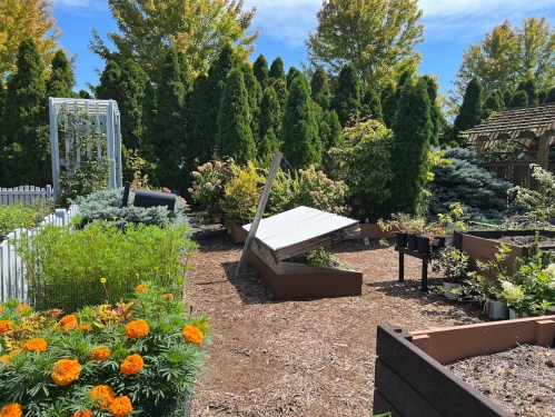 A vibrant garden with raised beds, colorful flowers, and lush greenery under a clear blue sky.