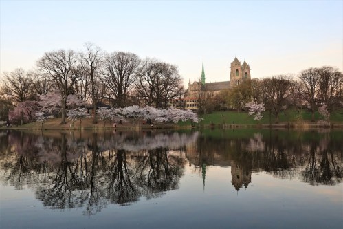 A serene park scene with cherry blossoms and a church reflected in calm water at sunset.
