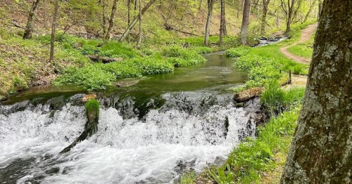 A serene stream flows through a lush green forest, with gentle rapids and a winding path beside it.