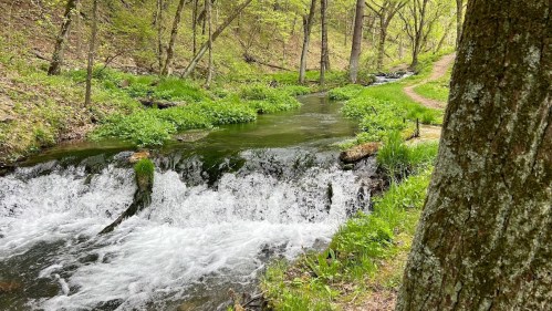 A serene stream flows through a lush green forest, with gentle rapids and a winding path beside it.
