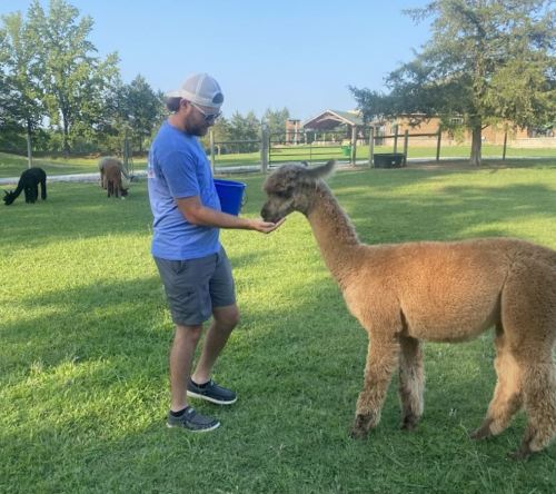 A person in a blue shirt feeds an alpaca in a grassy field, with other alpacas in the background.
