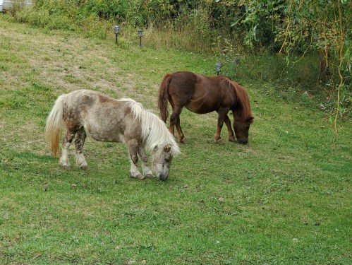Two ponies grazing on a grassy hillside, one light-colored with a long mane and the other brown.