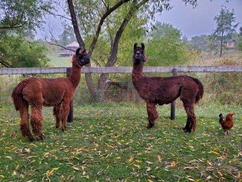 Two brown llamas stand in a grassy area with a chicken nearby, surrounded by trees and a wooden fence.