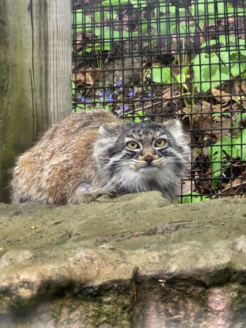 A fluffy, gray-brown cat-like animal sits on a rock, looking curiously at the camera, surrounded by greenery.