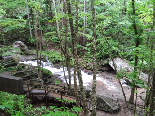 A serene forest scene with a flowing stream, surrounded by lush greenery and rocky terrain.