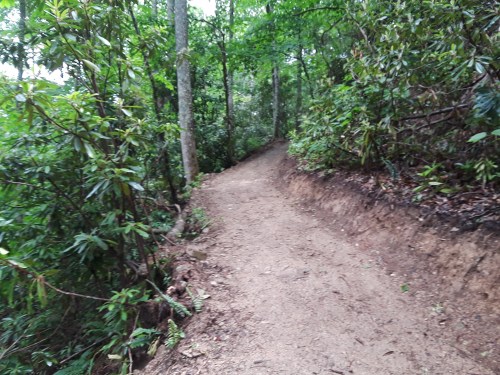 A winding dirt path through a lush green forest with dense trees and foliage on either side.