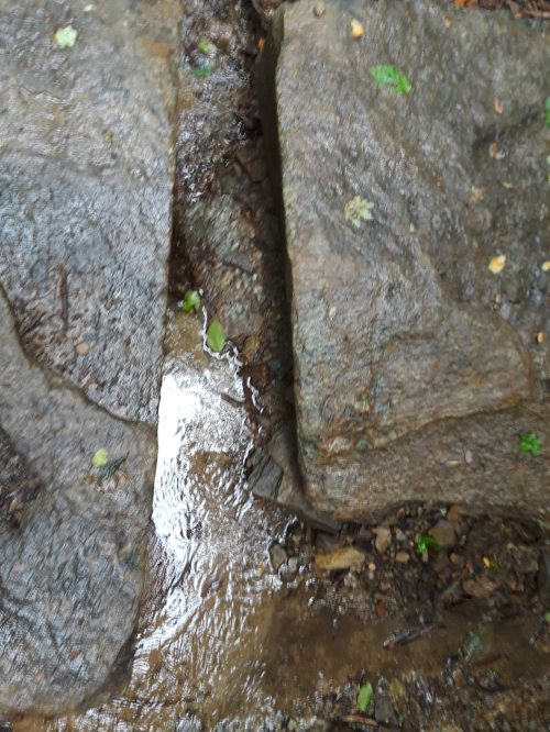 A close-up of wet rocks with small plants and water flowing between them in a natural setting.
