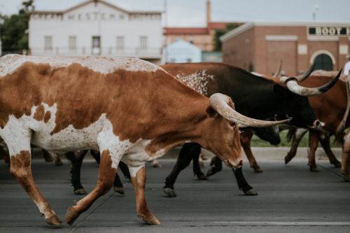 A herd of longhorn cattle walking across a street, with a historic building in the background.