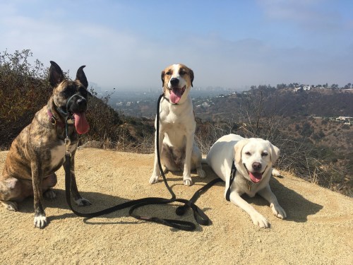 Three dogs sit on a sandy trail overlooking a cityscape, with one brindle, one tan, and one white Labrador.