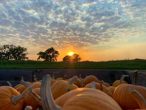 Top Fall Activities in Kansas: Foliage, Pumpkin Patches & Festivals