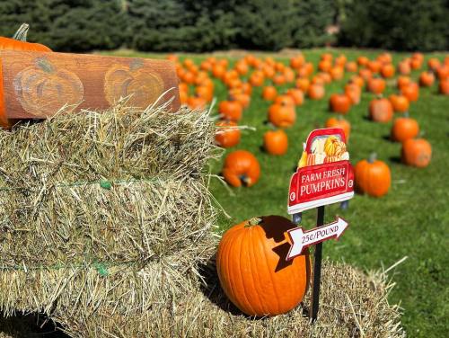 A field of pumpkins with hay bales and a sign reading "Farm Fresh Pumpkins 25¢/pound."