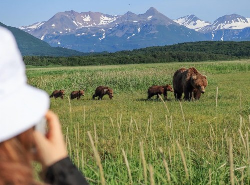 A person in a white hat watches a mother bear and her cubs in a grassy field with mountains in the background.