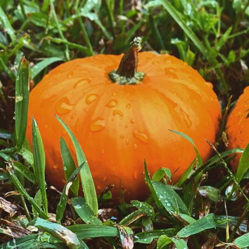 A vibrant orange pumpkin with water droplets resting on green grass.