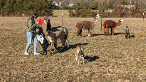 A person feeds animals in a field, including llamas and a dog, with a fence and trees in the background.